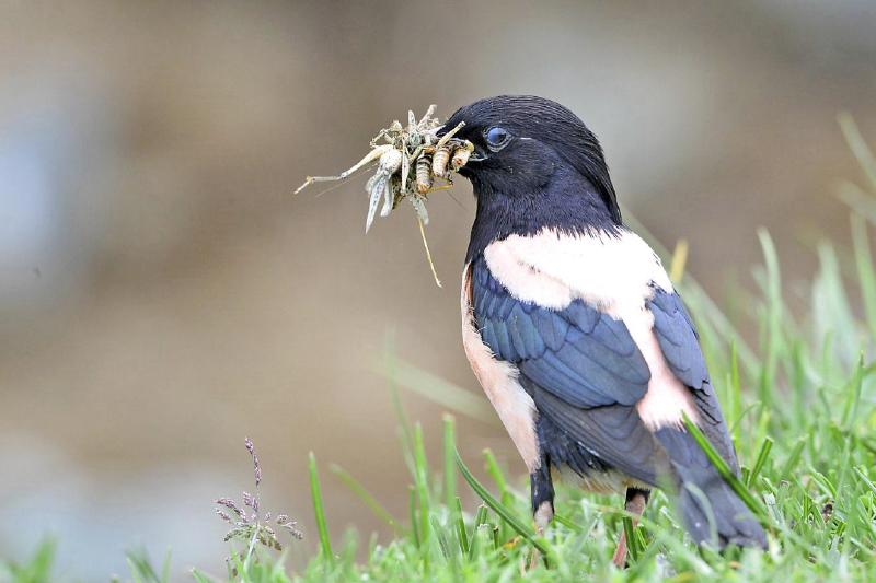 20萬(wàn)只粉紅椋鳥(niǎo)到達(dá)新疆,滅蝗大戰(zhàn)開(kāi)始,蝗蟲(chóng)還夠吃嗎 20萬(wàn)只粉紅椋鳥(niǎo)馳援新疆滅蝗,護(hù)40萬(wàn)畝草場(chǎng)!蝗災(zāi)到底有多可怕?