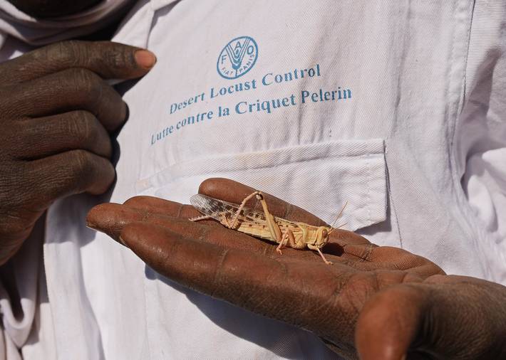 20萬(wàn)只粉紅椋鳥(niǎo)到達(dá)新疆,滅蝗大戰(zhàn)開(kāi)始,蝗蟲(chóng)還夠吃嗎 20萬(wàn)只粉紅椋鳥(niǎo)馳援新疆滅蝗,護(hù)40萬(wàn)畝草場(chǎng)!蝗災(zāi)到底有多可怕?