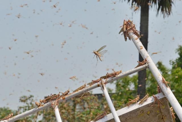 20萬(wàn)只粉紅椋鳥(niǎo)到達(dá)新疆,滅蝗大戰(zhàn)開(kāi)始,蝗蟲(chóng)還夠吃嗎 20萬(wàn)只粉紅椋鳥(niǎo)馳援新疆滅蝗,護(hù)40萬(wàn)畝草場(chǎng)!蝗災(zāi)到底有多可怕?