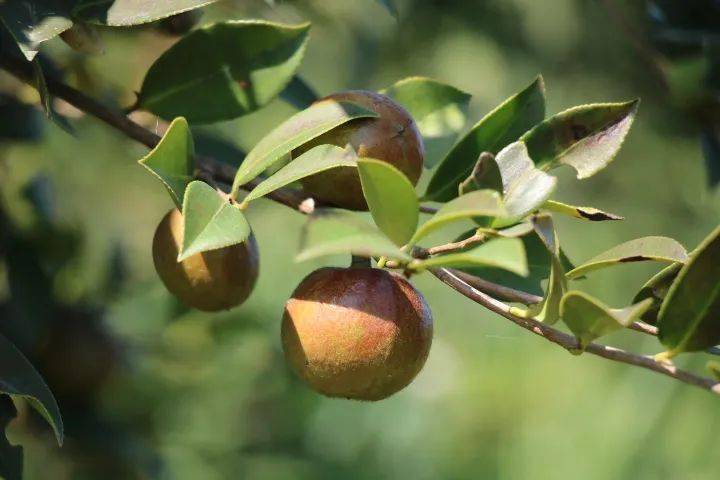油茶樹花有粉和蜜嗎（如何預(yù)防蜜蜂幼蟲中毒）