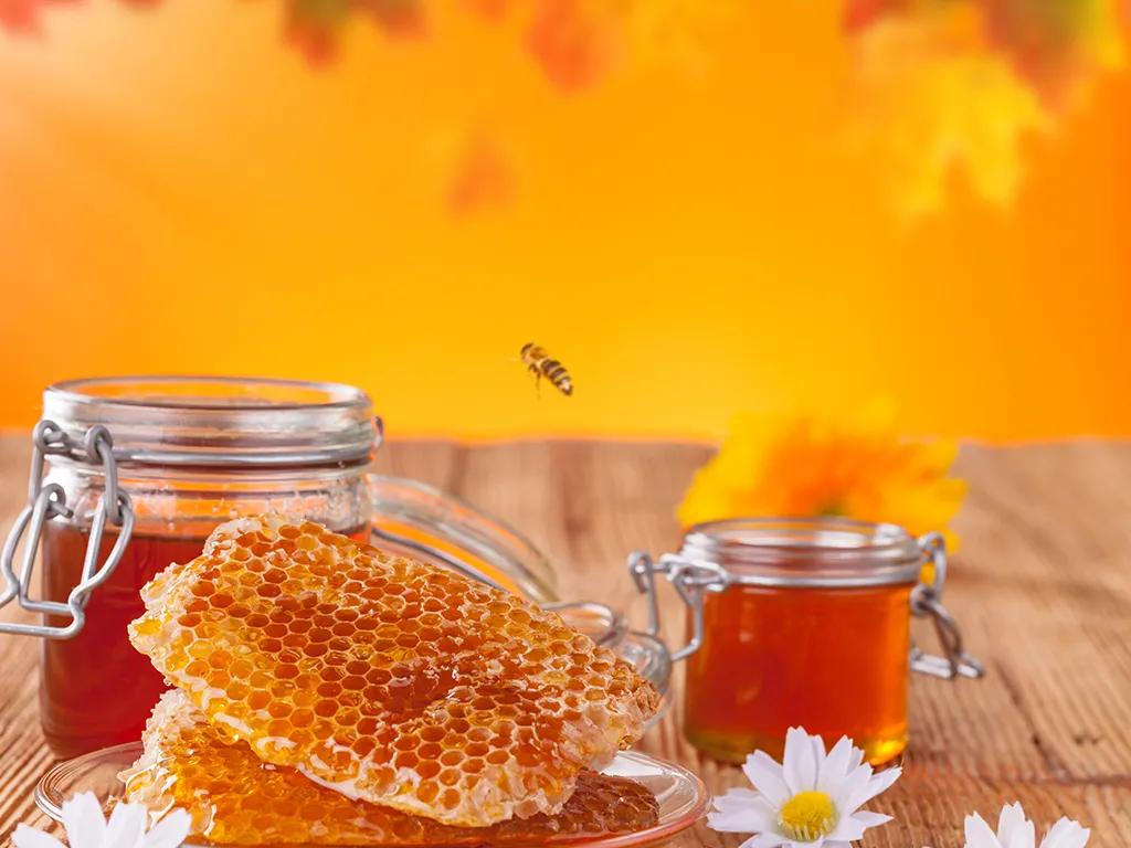 廣東鴨腳木蜜開花時間（鴨腳木每年什么時間開花）