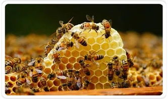 阿壩中蜂個(gè)體是中蜂中最大的嗎(阿壩蜜蜂個(gè)頭比中蜂大還是小) 阿壩中蜂個(gè)體是中蜂中最大的嗎(阿壩蜜蜂個(gè)頭比中蜂大還是小)