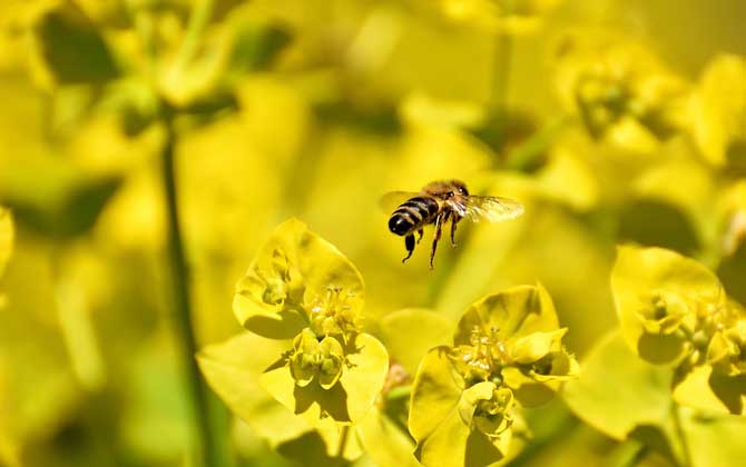 冬天蜜蜂還采花釀蜜嗎(蜜蜂會冬眠么) 冬天蜜蜂還采花釀蜜嗎(蜜蜂會冬眠么)