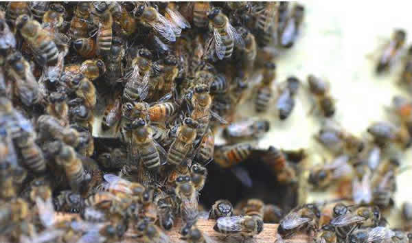 蜜蜂自然分蜂一年有幾次？