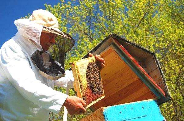 【蜜蜂養殖】蜜蜂養殖新技術 蜜蜂養殖新技術