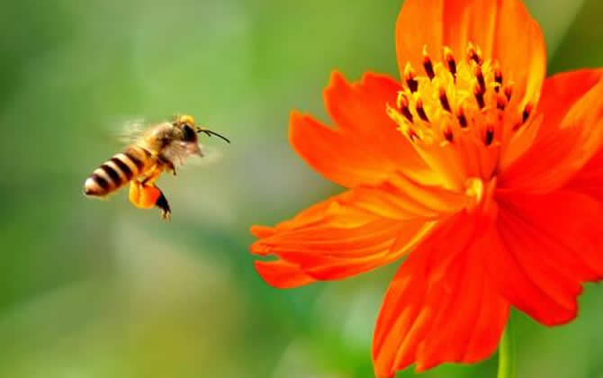 蜜蜂一生能采多少蜂蜜? 蜜蜂采蜜