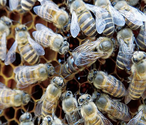 意蜂蜂場集體換王方法(意蜂養殖,更換蜂王需要注意什么) 意蜂蜂場集體換王方法(意蜂養殖,更換蜂王需要注意什么)