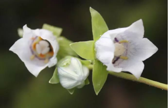 黨參花什么時候開（黨參花開花時間和生長周期）