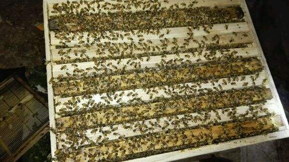 蜜蜂白堊病如何防治？