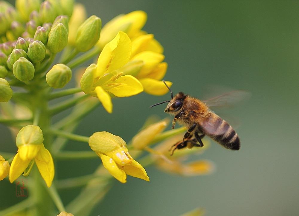 蜜蜂白堊病如何防治？