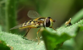 松丹一號(hào)蜂王可與那些蜂種雜交(蜂群的大小及組成) 松丹一號(hào)蜂王可與那些蜂種雜交(蜂群的大小及組成)