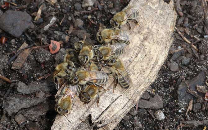 養(yǎng)殖蜜蜂為什么難賺到錢(qián)（養(yǎng)蜂賺錢(qián)么）