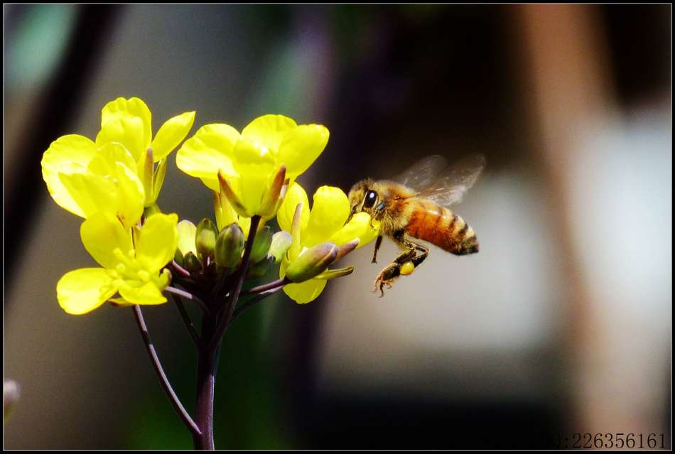 蜜蜂采蜜的過程是怎樣的(蜜蜂怎么采蜜和釀蜜的) 蜜蜂采蜜的過程是怎樣的(蜜蜂怎么采蜜和釀蜜的)