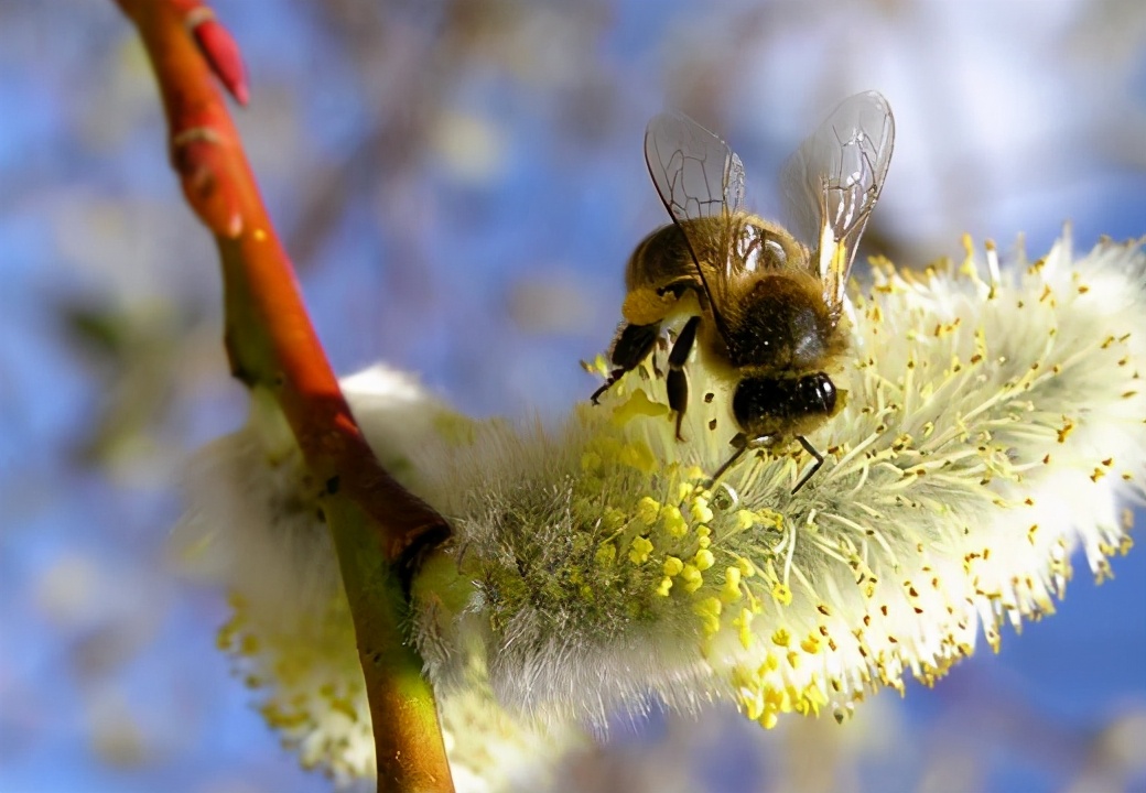 蜜蜂養(yǎng)殖過程中的粉源植物有哪些（這些常見的春繁粉源）