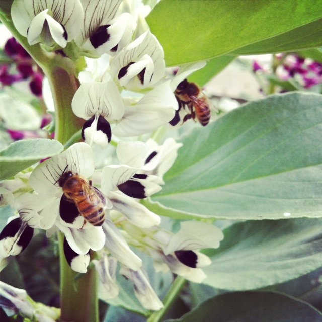 蜜蜂養(yǎng)殖過程中的粉源植物有哪些（這些常見的春繁粉源）