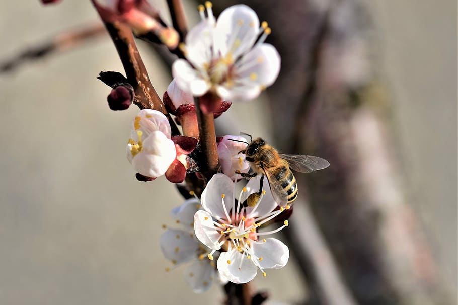 蜜蜂養(yǎng)殖過程中的粉源植物有哪些（這些常見的春繁粉源）