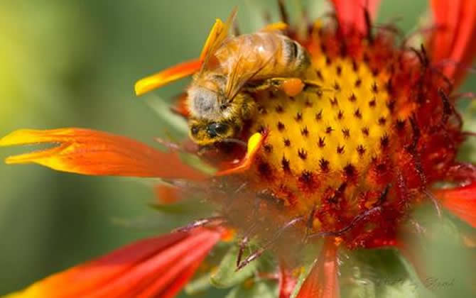 如何制止工蜂產卵? 工蜂產卵