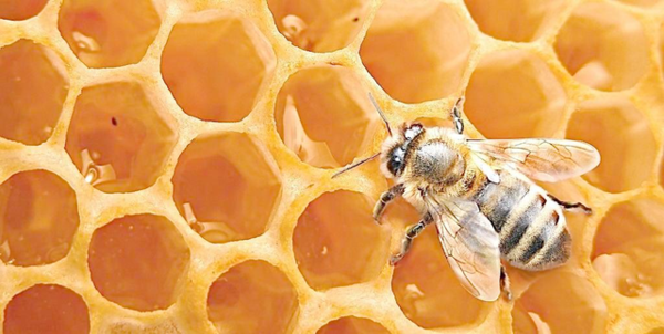 蛋群蜜蜂養殖方法和注意事項（“蛋群”只能土養，不能活框）