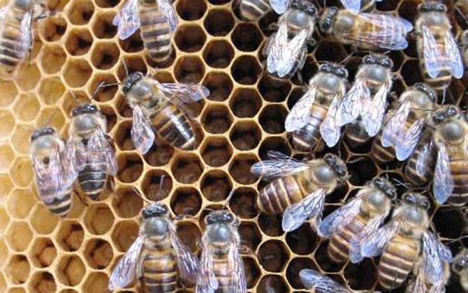 阿壩中蜂有哪些優點和缺點(阿壩中蜂的特點) 阿壩中蜂有哪些優點和缺點(阿壩中蜂的特點)