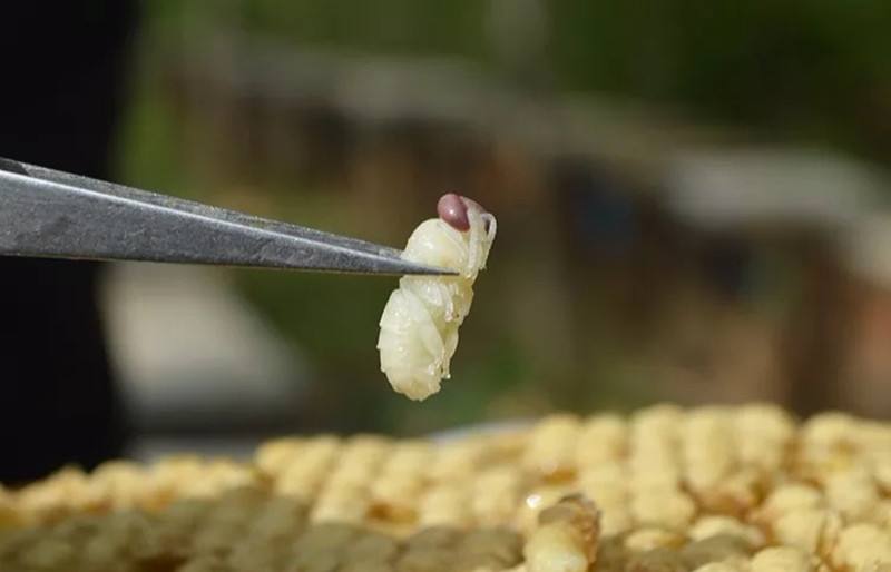 蜜蜂蛹病如何防治? 蜜蜂蛹病如何防治?