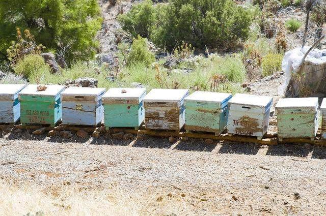 北方冬季如何喂養(yǎng)蜜蜂(北方養(yǎng)蜂越冬飼喂經(jīng)驗(yàn)分享) 北方冬季如何喂養(yǎng)蜜蜂(北方養(yǎng)蜂越冬飼喂經(jīng)驗(yàn)分享)