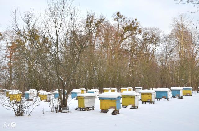 北方冬季如何喂養(yǎng)蜜蜂(北方養(yǎng)蜂越冬飼喂經(jīng)驗(yàn)分享) 北方冬季如何喂養(yǎng)蜜蜂(北方養(yǎng)蜂越冬飼喂經(jīng)驗(yàn)分享)