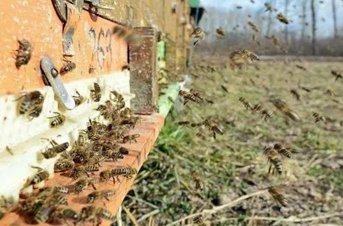 把盜蜂關閉兩天能合群嗎