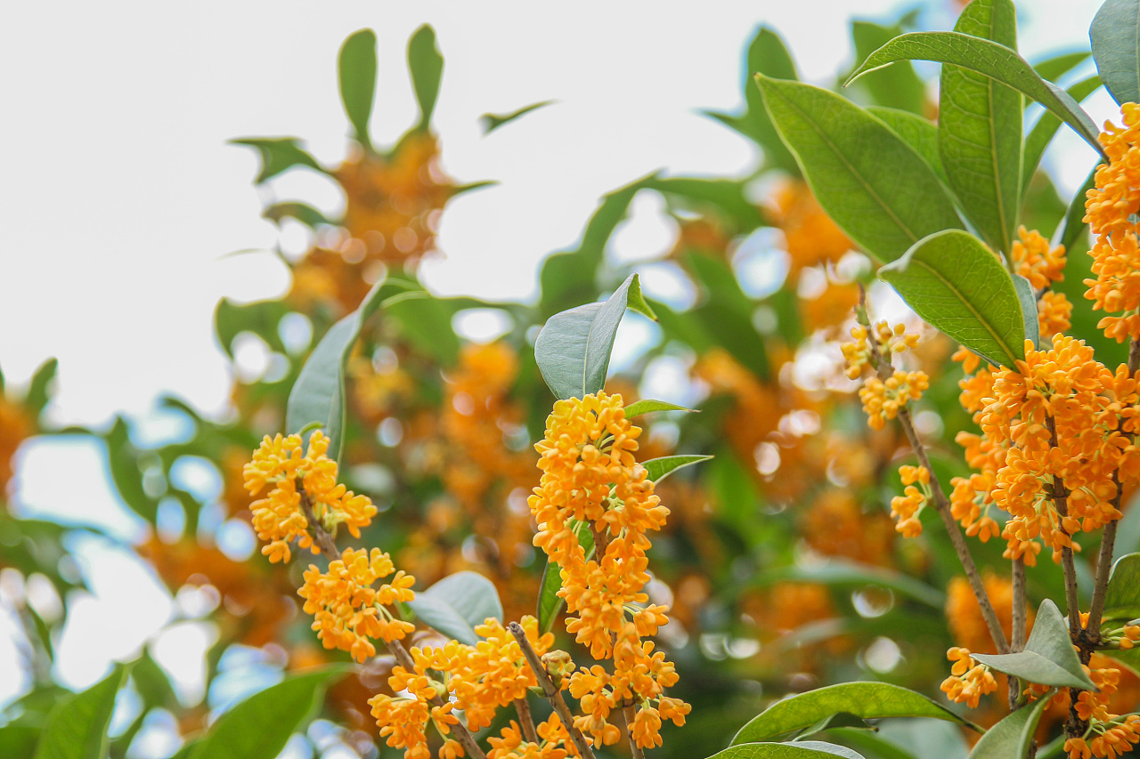 35℃！南方“重回盛夏”，高溫何時結束，為啥今年氣候如此反常？