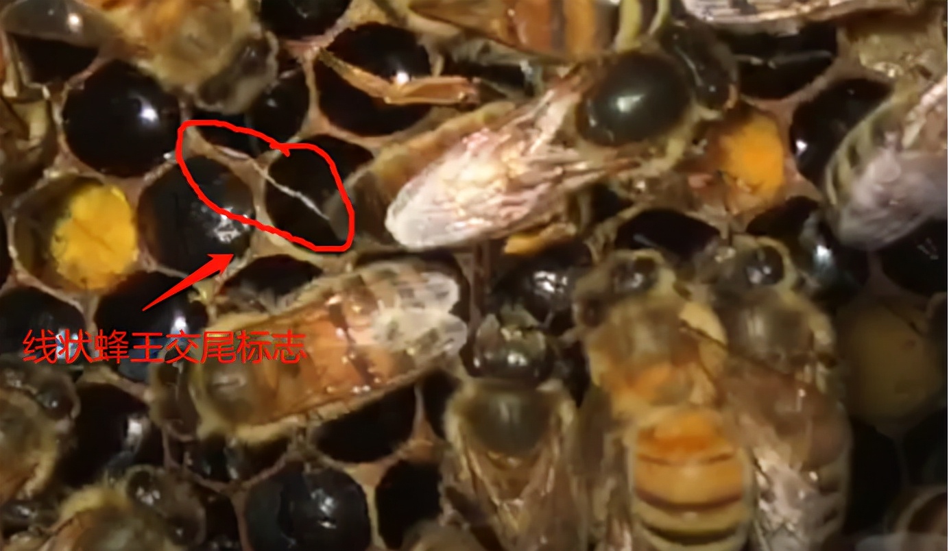新王交尾是什么意思(判斷蜂王交尾成功的方法) 新王交尾是什么意思(判斷蜂王交尾成功的方法)