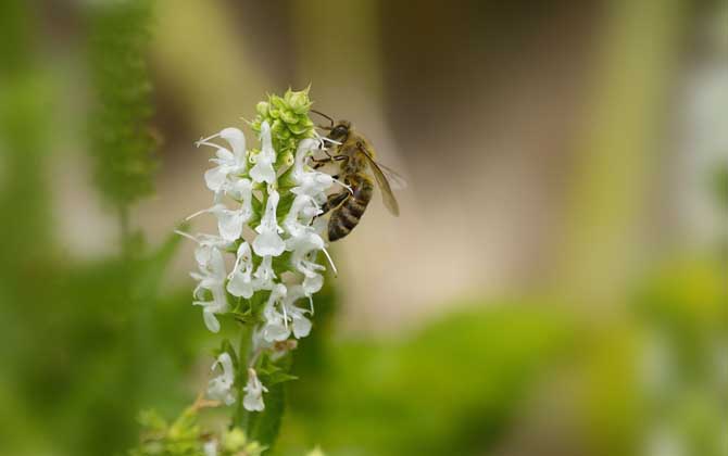 老人說被蜜蜂蟄了是好事(為什么老人說被蜜蜂蟄是好事) 老人說被蜜蜂蟄了是好事(為什么老人說被蜜蜂蟄是好事)