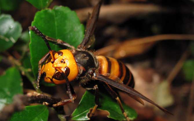 中國毒蜂種類圖片(中國毒蜂排名及圖片大全) 金環(huán)胡蜂