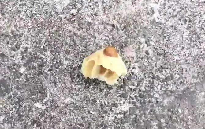 什么是王臺 什么是王臺