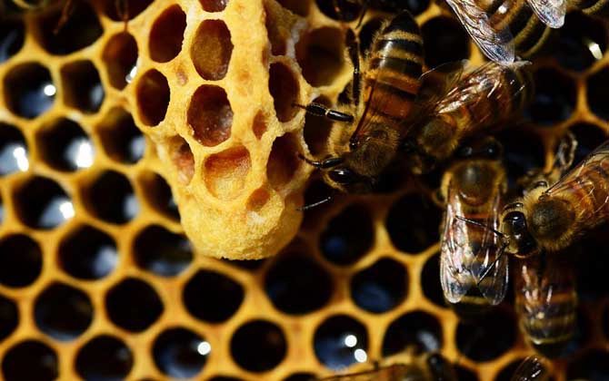 什么是王臺 什么是王臺