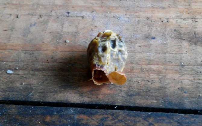 什么是王臺 什么是王臺