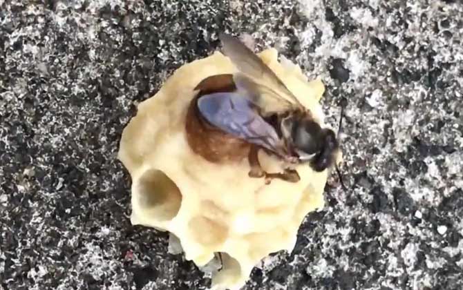 什么是王臺 什么是王臺