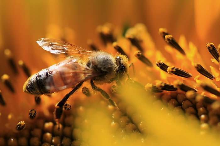 如何誘捕別人家養的蜜蜂?(教你怎么捉來蜜蜂) 如何誘捕別人家養的蜜蜂?(教你怎么捉來蜜蜂)