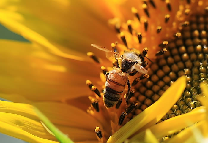 如何誘捕別人家養的蜜蜂?(教你怎么捉來蜜蜂) 如何誘捕別人家養的蜜蜂?(教你怎么捉來蜜蜂)