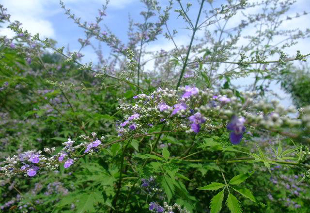 山東蜜源植物有哪些(山東蜜源植物表) 山東蜜源植物有哪些(山東蜜源植物表)