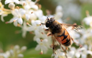 網上買的蜂王一般要關幾天(如何快速介入蜂群) 網上買的蜂王一般要關幾天(如何快速介入蜂群)