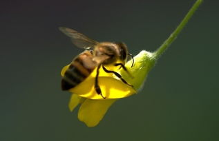 蜜蜂蜜蜂養(yǎng)殖有什么風(fēng)險(xiǎn)(蜜蜂養(yǎng)殖風(fēng)險(xiǎn)大嗎)養(yǎng)殖有什么風(fēng)險(xiǎn)(蜜蜂養(yǎng)殖風(fēng)險(xiǎn)大嗎) 蜜蜂養(yǎng)殖有什么風(fēng)險(xiǎn)(蜜蜂養(yǎng)殖風(fēng)險(xiǎn)大嗎)