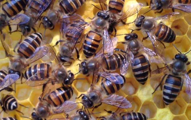 怎么收野蜂回家合群 怎么收野蜂回家合群