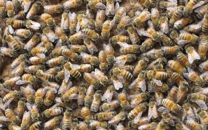 怎么收野蜂回家合群 怎么收野蜂回家合群