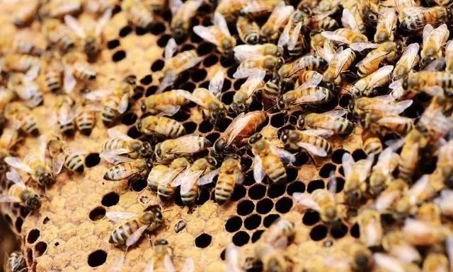 蜂王在哪些情況下會(huì)停止產(chǎn)卵（蜂王什么時(shí)候停止產(chǎn)卵）