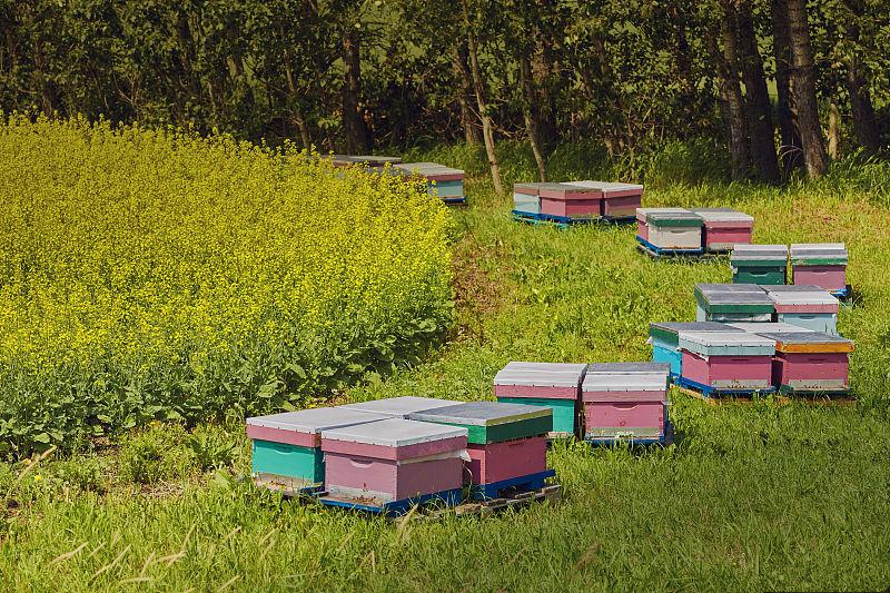 蜜蜂養殖規模化的理解(蜜蜂養殖規模化的必然趨勢) 蜜蜂養殖規模化的理解(蜜蜂養殖規模化的必然趨勢)