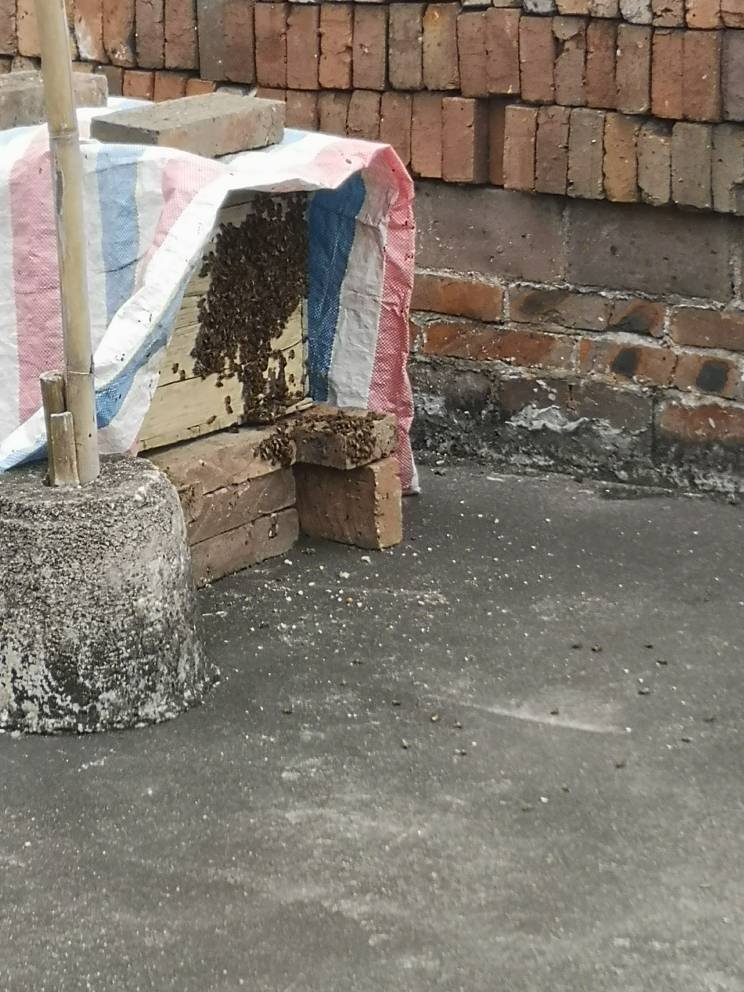 養蜂幾月份開始養(養蜂什么時候最適宜) 養蜂幾月份開始養(養蜂什么時候最適宜)