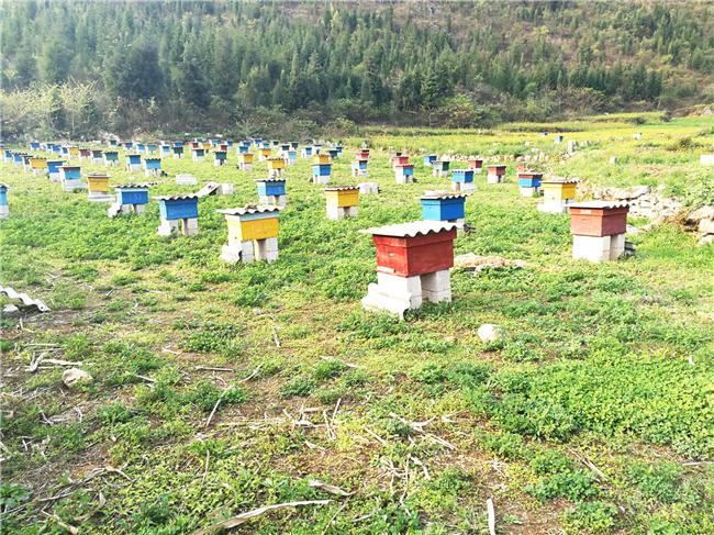 養蜜蜂投資大嗎(養蜂賺錢不) 養蜜蜂投資大嗎(養蜂賺錢不)