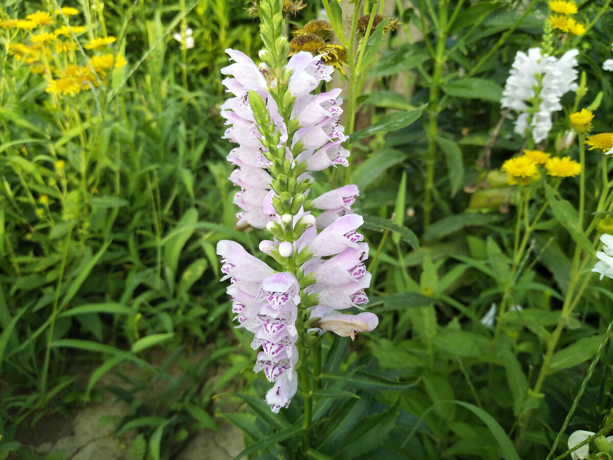 蜜源植物的種類及花期大全（十九種主要蜜源植物分布及花期）