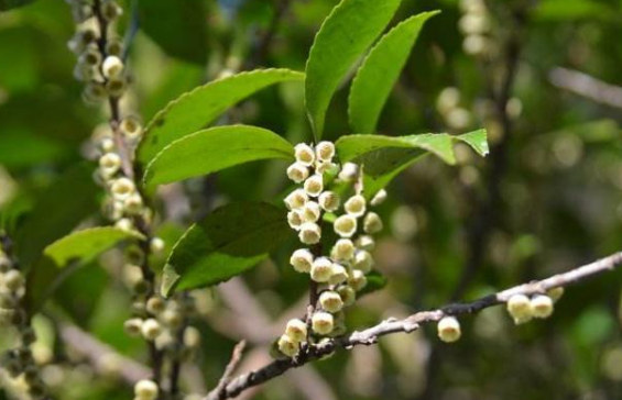 木本蜜源植物有哪些（常見的6種林木蜜源植物）