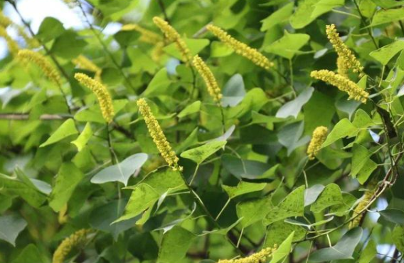 木本蜜源植物有哪些（常見的6種林木蜜源植物）