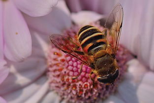 松丹一號是黑蜂雜交的嗎(西方蜜蜂有哪些類型和品種) 松丹一號是黑蜂雜交的嗎(西方蜜蜂有哪些類型和品種)